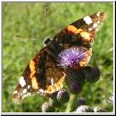 Vanessa atalanta - Admiral 03.jpg